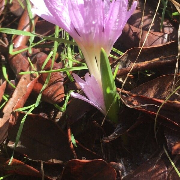 Colchicum cupanii Kwiat