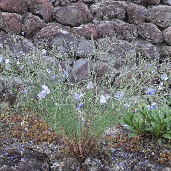 Linum perenne Цветок