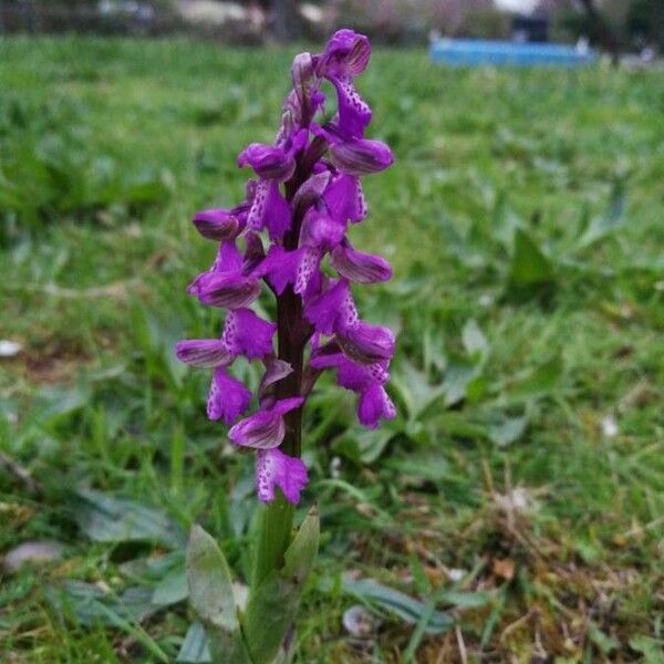 Anacamptis morio Çiçek