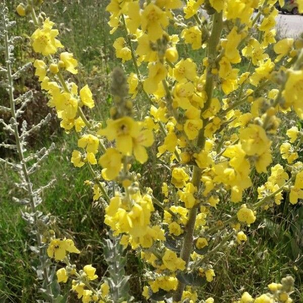 Verbascum pulverulentum Blomst