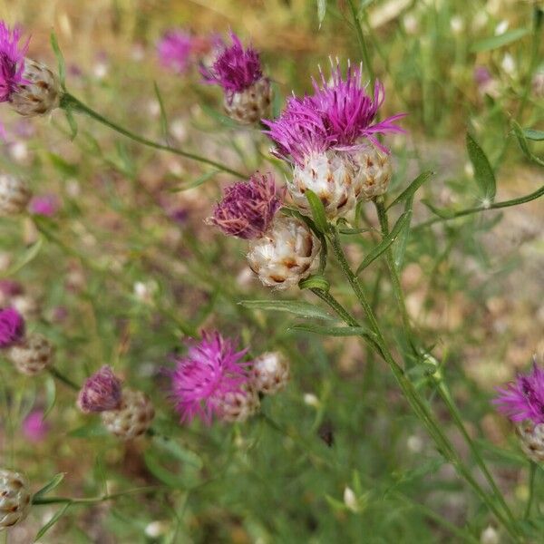 Centaurea deusta Blomma