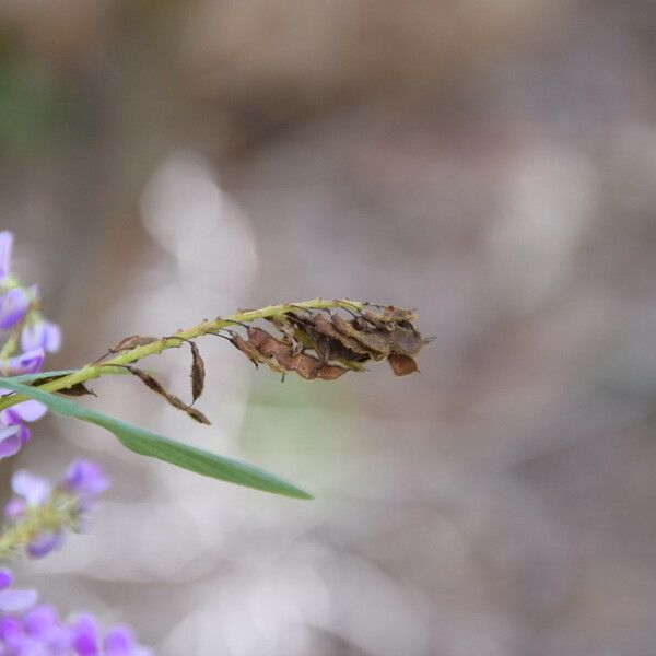 Grona heterocarpos Kvet