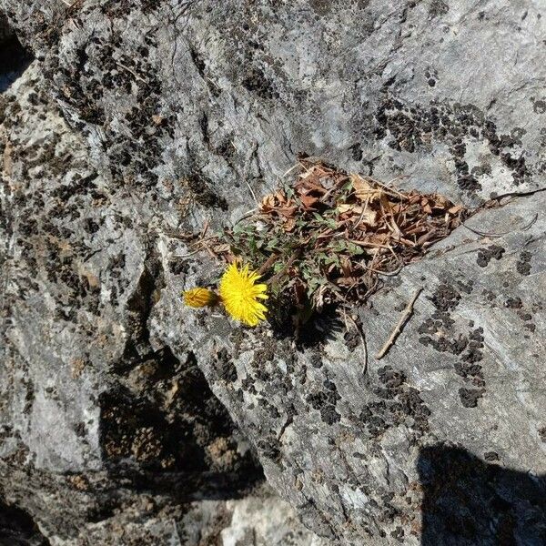 Taraxacum mattmarkense Kwiat