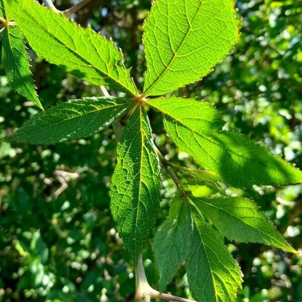 Cissus tweedieana Leaf
