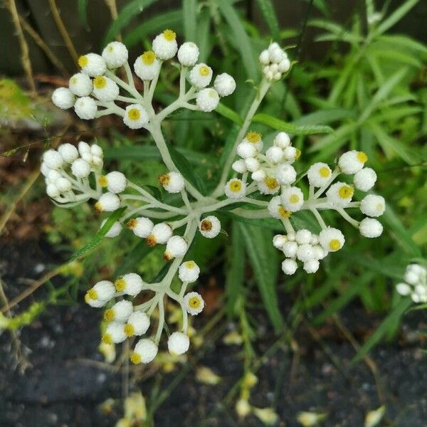 Anaphalis margaritacea Flower