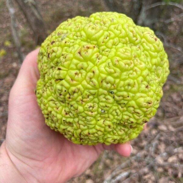 Maclura pomifera Gyümölcs