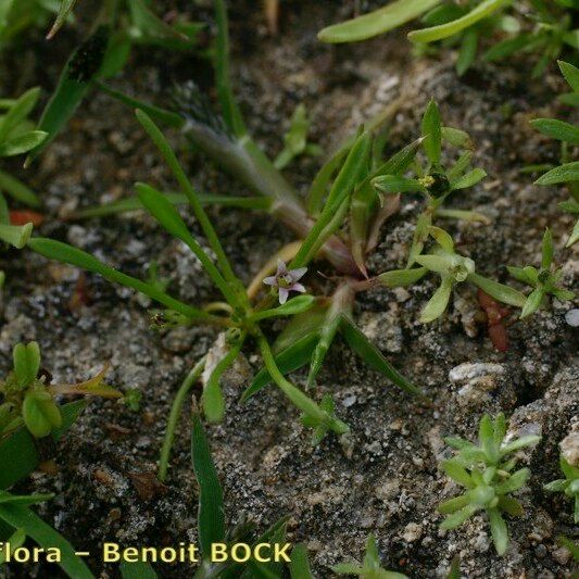 Limosella aquatica Habitus