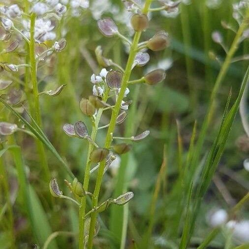 Teesdalia coronopifolia Φρούτο