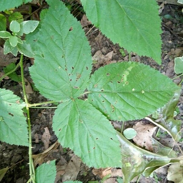 Rubus caesius Fulla