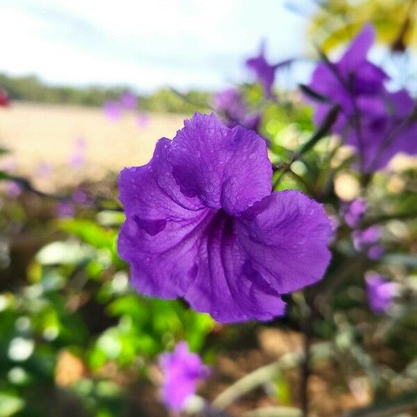 Ruellia simplex Çiçek