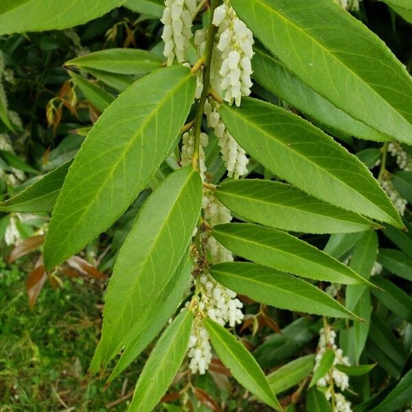 Leucothoe fontanesiana 叶