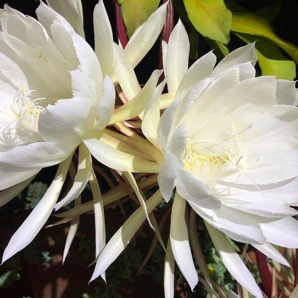 Epiphyllum oxypetalum 花