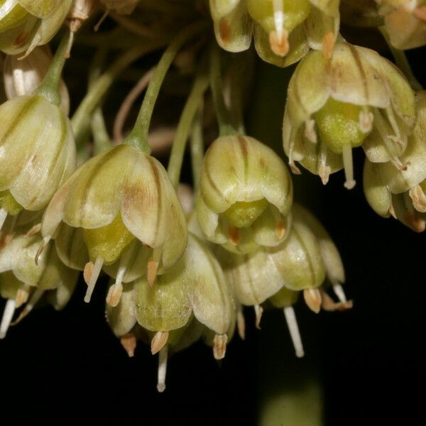 Allium pallens Flower