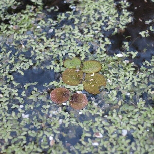 Salvinia minima 整株植物