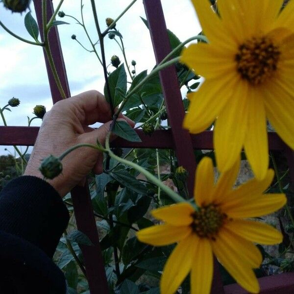 Helianthus tuberosus Flor