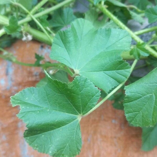 Malva verticillata Folha