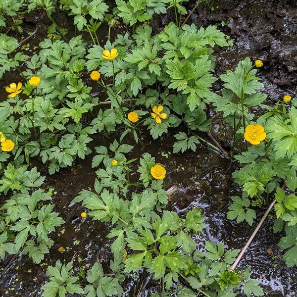 Ranunculus repens Habitus