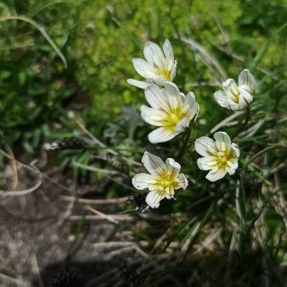 Gagea serotina Blomma