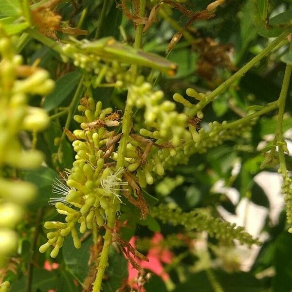 Inga laurina Flower