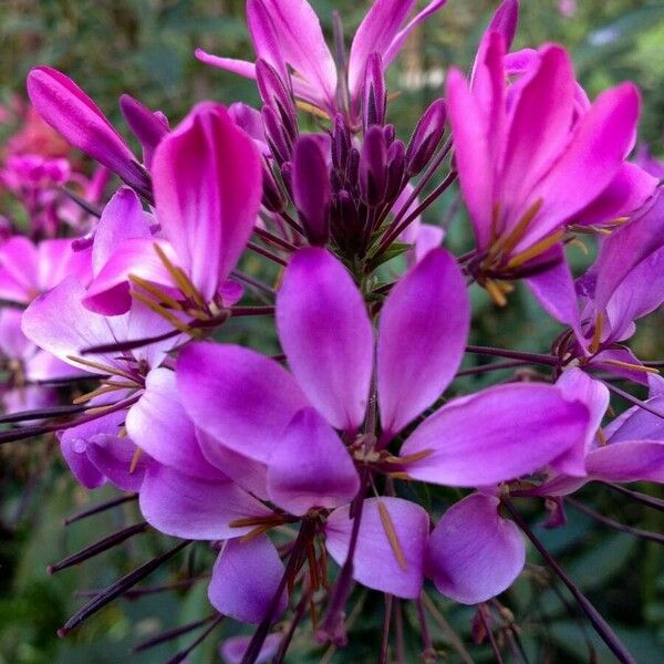 Cleome houtteana 花