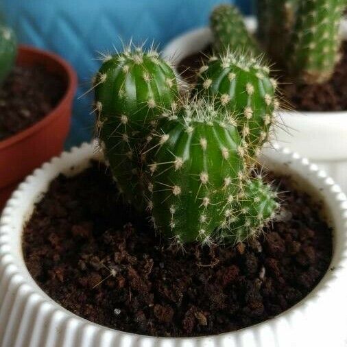 Echinocereus coccineus Flor