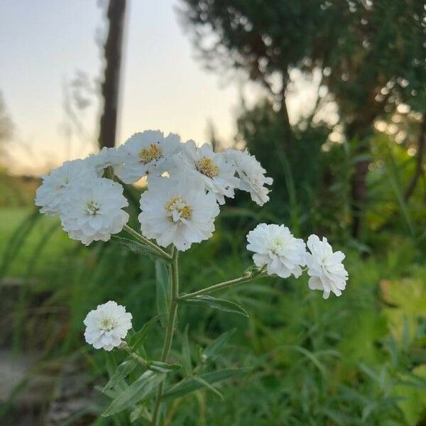 Achillea ptarmica 花