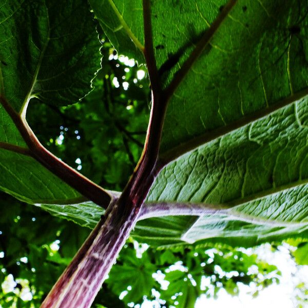 Arctium lappa Лист