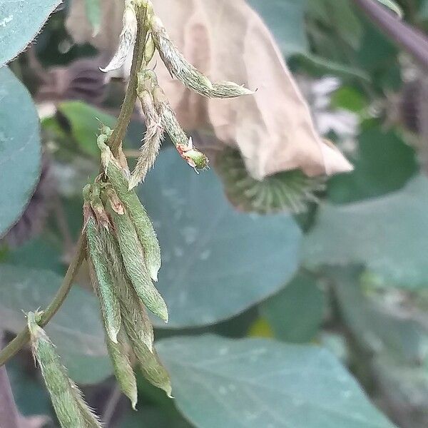 Desmodium incanum Fruit