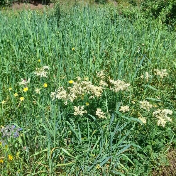 Filipendula vulgaris Habitat