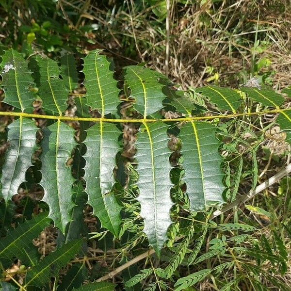 Zanthoxylum caribaeum 葉