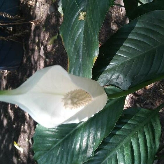 Spathiphyllum wallisii Lapas