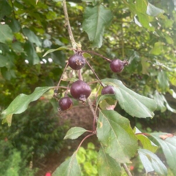 Malus hupehensis Levél