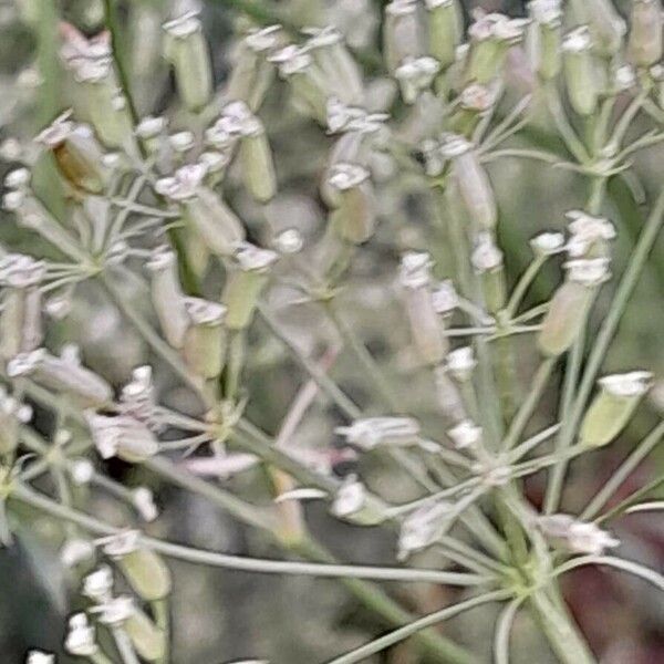 Falcaria vulgaris Fruit