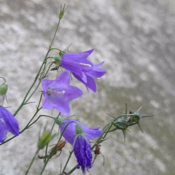 Campanula rotundifolia Floare