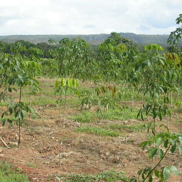 Hevea brasiliensis Облик