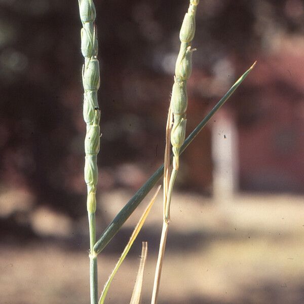 Aegilops cylindrica Máis