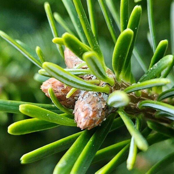 Abies nordmanniana Anders