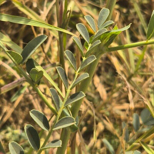 Astragalus atropilosulus Fuelha