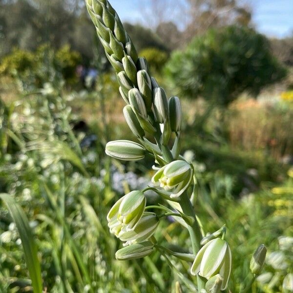 Albuca abyssinica Blodyn