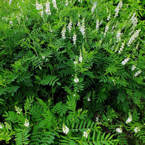 Galega officinalis Buveinė