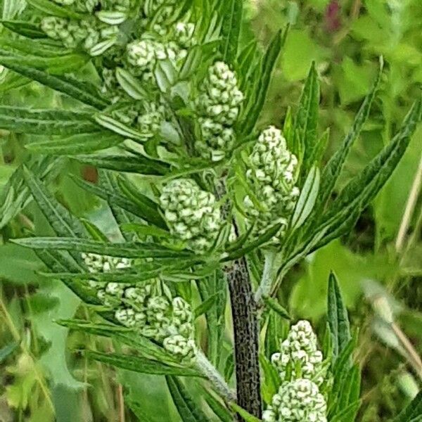 Artemisia vulgaris Blomst
