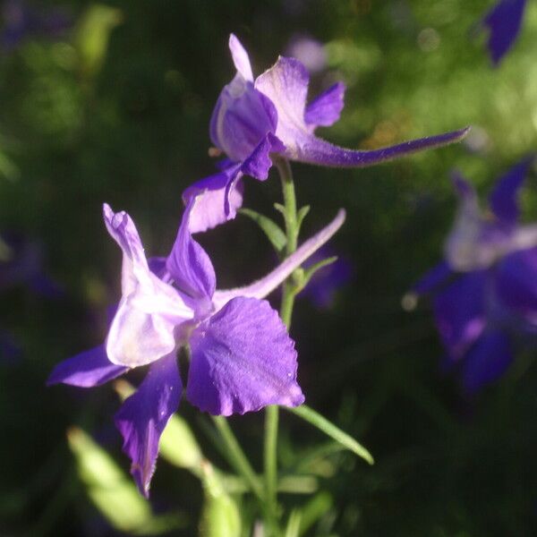 Delphinium ajacis Кветка