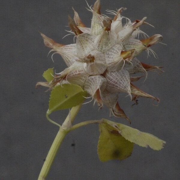 Trifolium spumosum Owoc