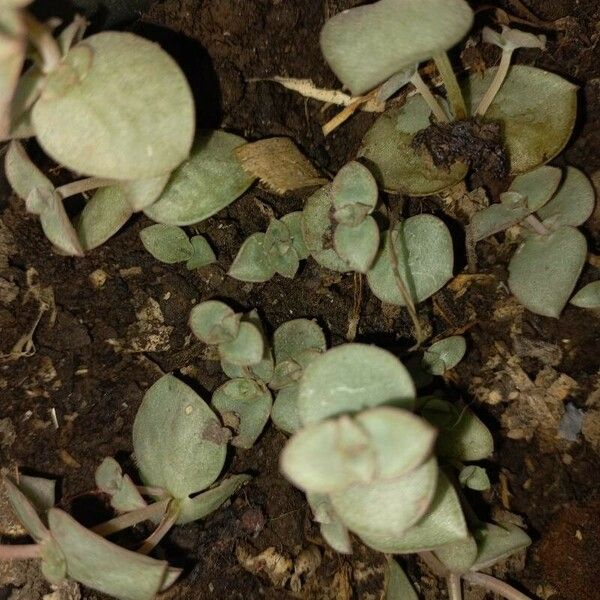 Callisia repens Leaf