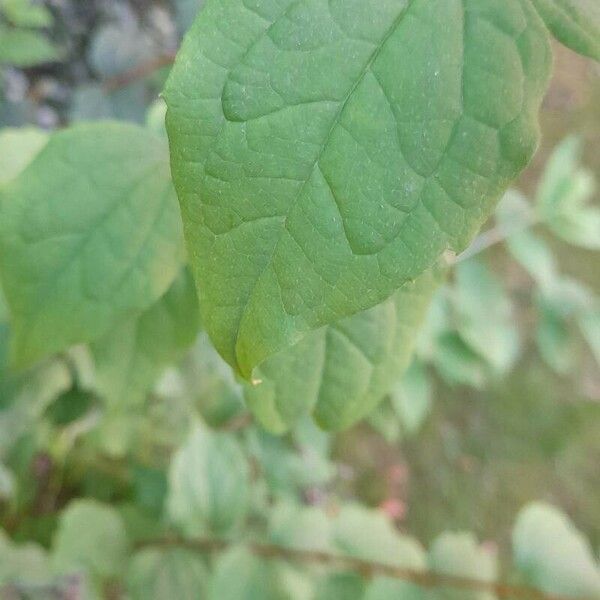 Philadelphus x virginalis برگ