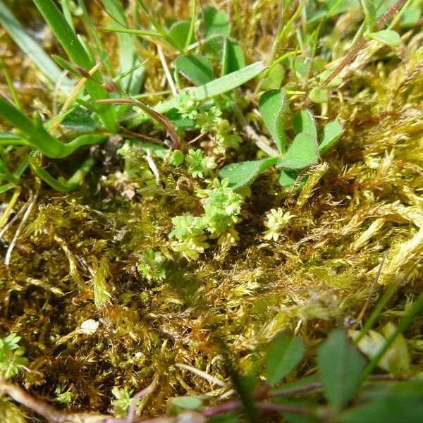 Alchemilla australis Прочее