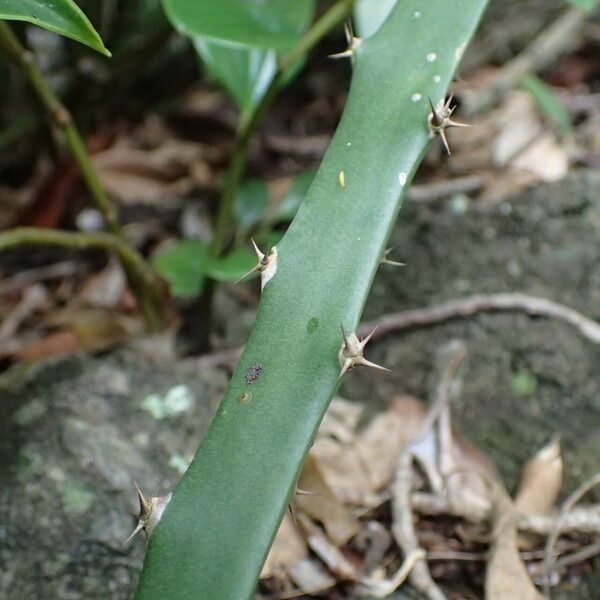 Acanthocereus tetragonus Kéreg