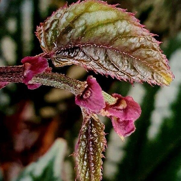 Begonia brevirimosa Flower