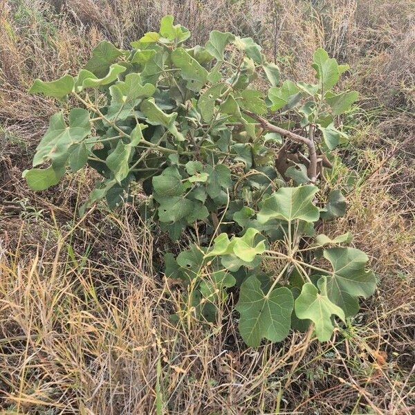 Thespesia garckeana Folha