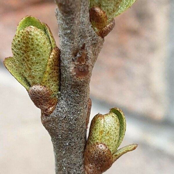 Hippophae rhamnoides Leaf